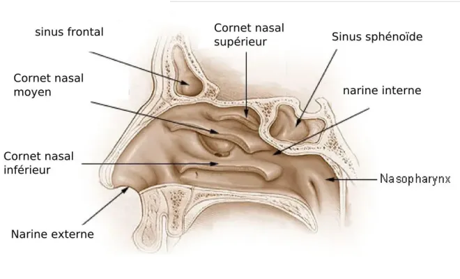 Quelle méthode pour une sinusite chronique à Toulouse ?, Toulouse, Marion