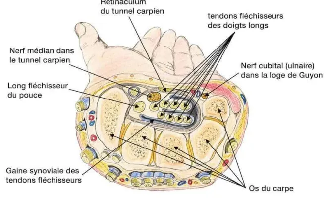 Canal carpien à Toulouse : comment soulager les fourmillements et douleurs de la main ?, Toulouse, Marion